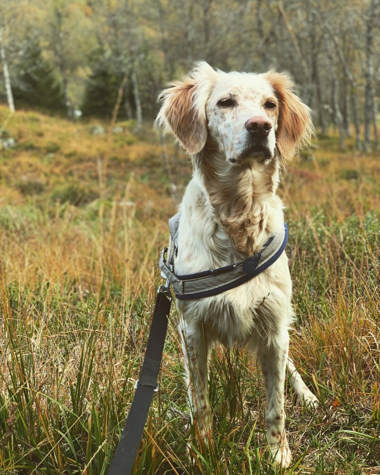 Velkommen til vår nye og oppgraderte hjemmeside!